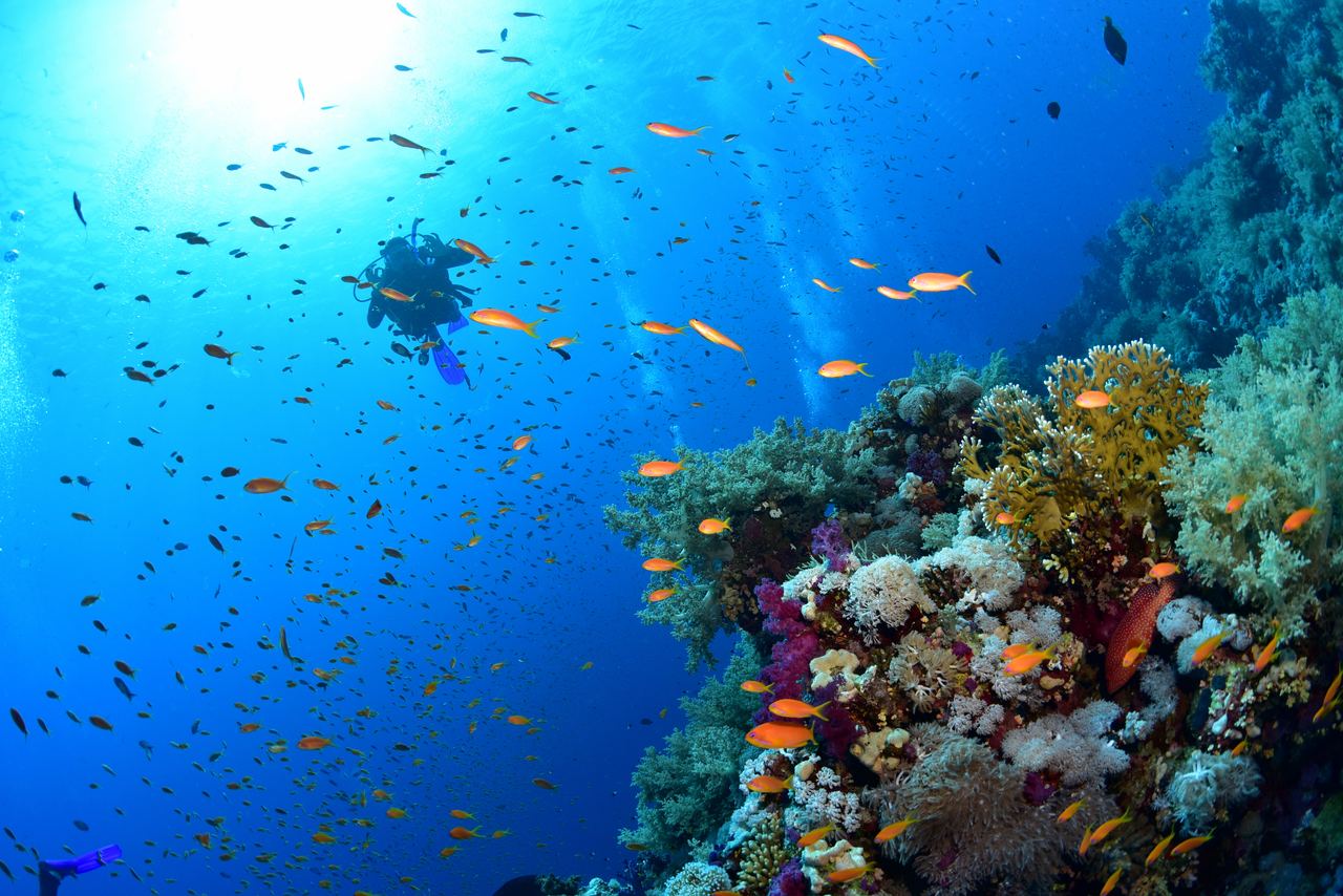 The reefs near Egypt’s Sharm el-Sheikh teem with life; bright corals and clouds of fish wait for divers in wonderfully calm and clear waters. PADI Travel: www.travel.padi.com