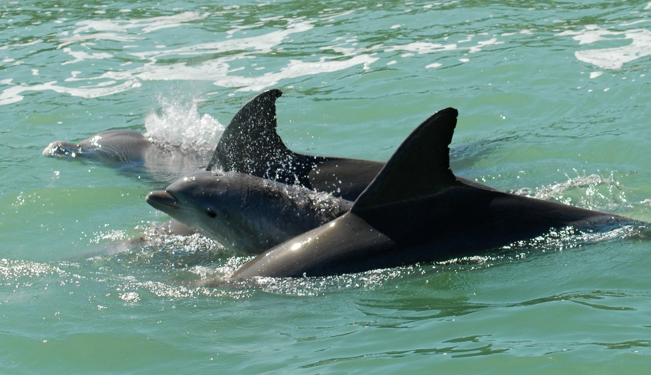 dolphin-explorer-floridas-paradise-coast-1 Dolphin explorer