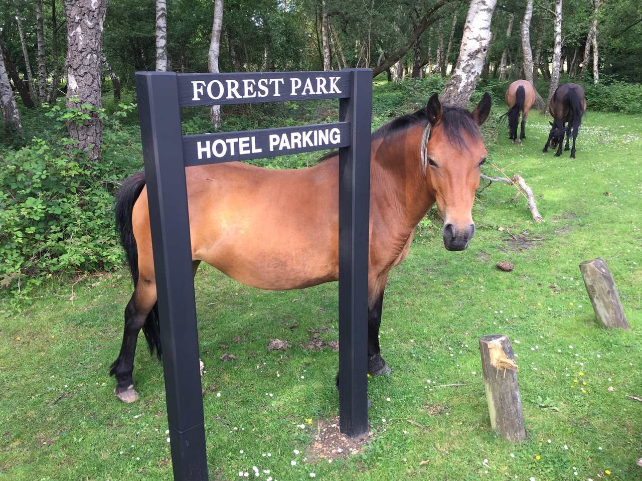 horses-1